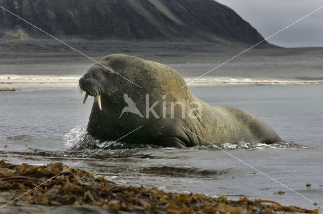 Atlantische walrus (Odobenus rosmarus rosmarus)