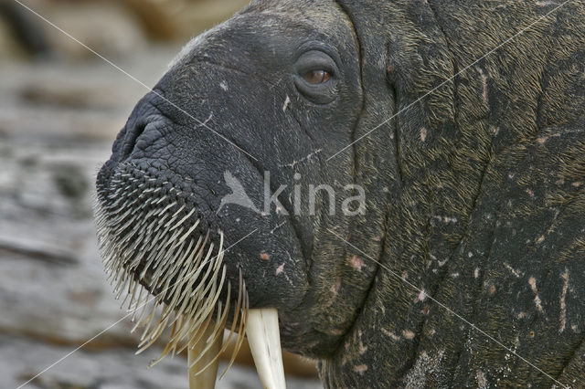 Atlantic walrus (Odobenus rosmarus rosmarus)