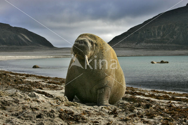 Atlantische walrus (Odobenus rosmarus rosmarus)