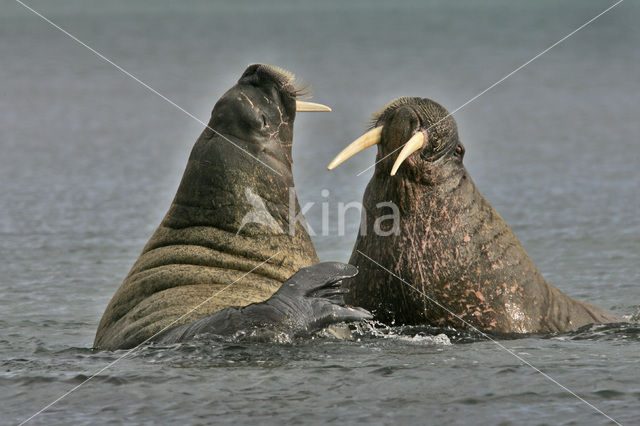 Atlantische walrus (Odobenus rosmarus rosmarus)