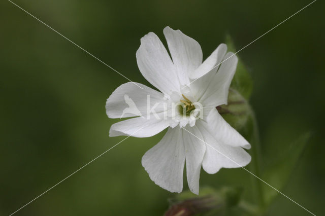 Avondkoekoeksbloem (Silene latifolia subsp. alba)