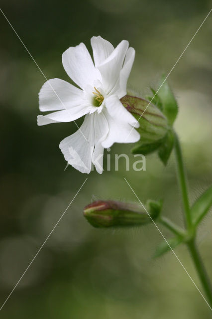 Avondkoekoeksbloem (Silene latifolia subsp. alba)