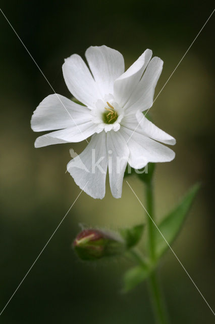 Avondkoekoeksbloem (Silene latifolia subsp. alba)