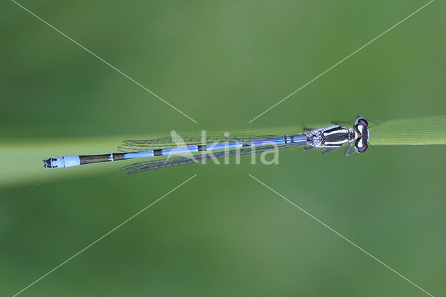 Azuurwaterjuffer (Coenagrion puella)