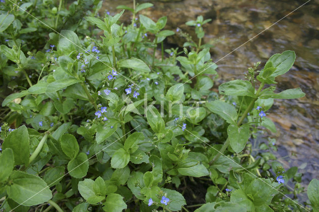 Beekpunge (Veronica beccabunga)