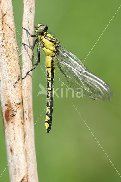 Beekrombout (Gomphus vulgatissimus)