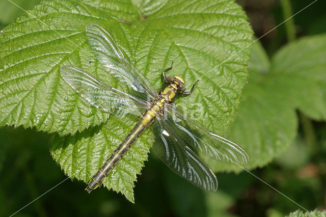 Beekrombout (Gomphus vulgatissimus)