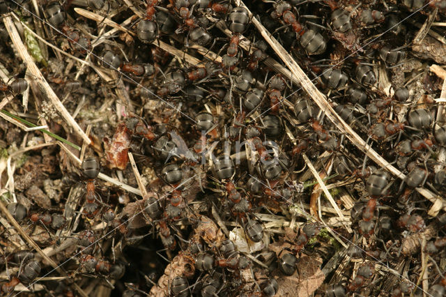 Behaarde rode bosmier (Formica rufa)