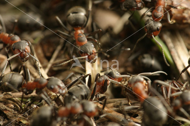 Behaarde rode bosmier (Formica rufa)