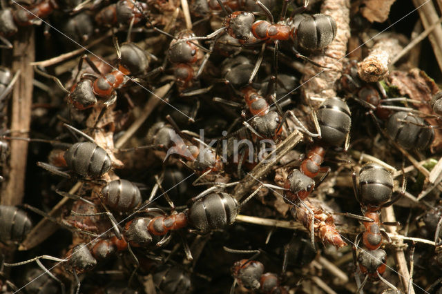 Behaarde rode bosmier (Formica rufa)