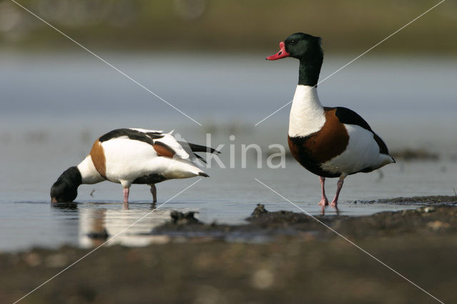 Bergeend (Tadorna tadorna)