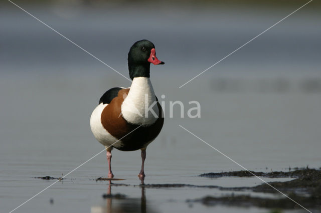 Shelduck (Tadorna tadorna)