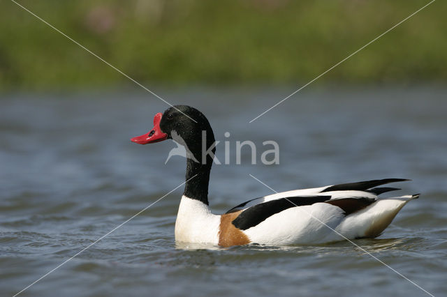 Bergeend (Tadorna tadorna)