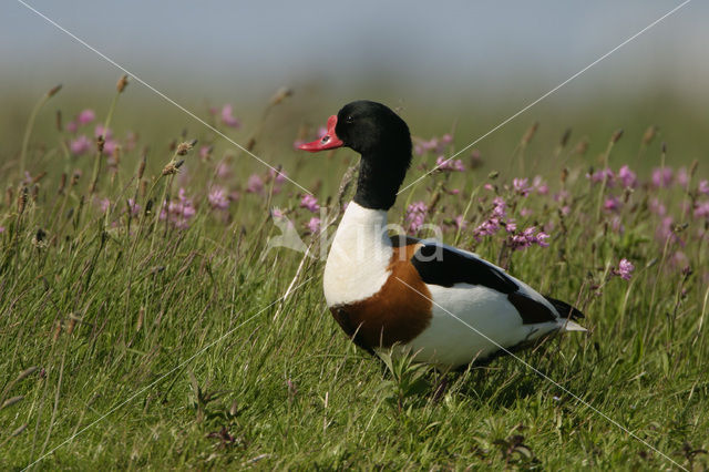 Bergeend (Tadorna tadorna)