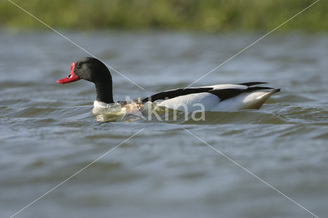 Bergeend (Tadorna tadorna)