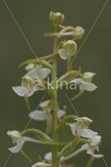 Greater Butterfly-orchid (Platanthera chlorantha)