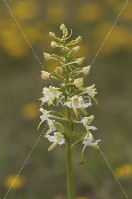 Bergnachtorchis (Platanthera chlorantha)