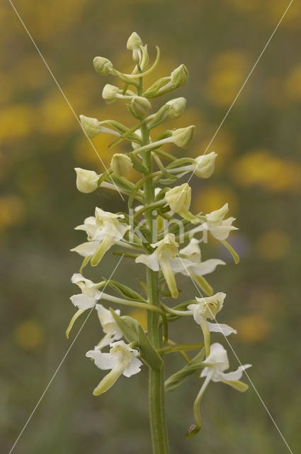 Greater Butterfly-orchid (Platanthera chlorantha)