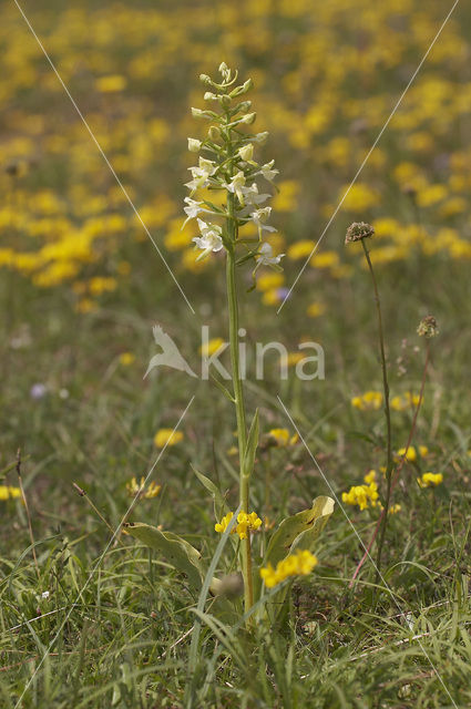 Bergnachtorchis (Platanthera chlorantha)