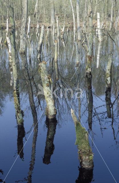 Berk (Betula)