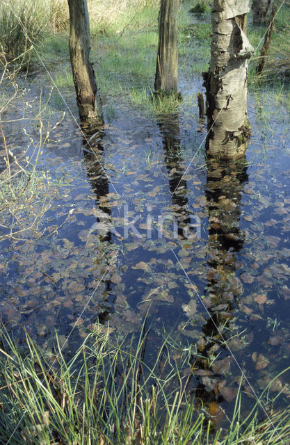 Berk (Betula)