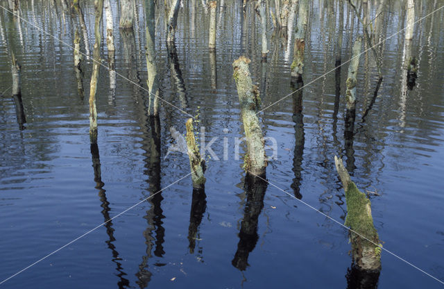 Berk (Betula)