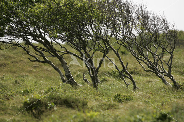 Berk (Betula)