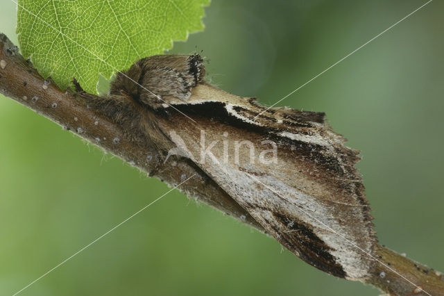 Berkenbrandvlerkvlinder (Pheosia gnoma)