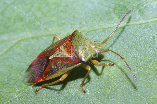 birch shield bug (Elasmostethus interstinctus)