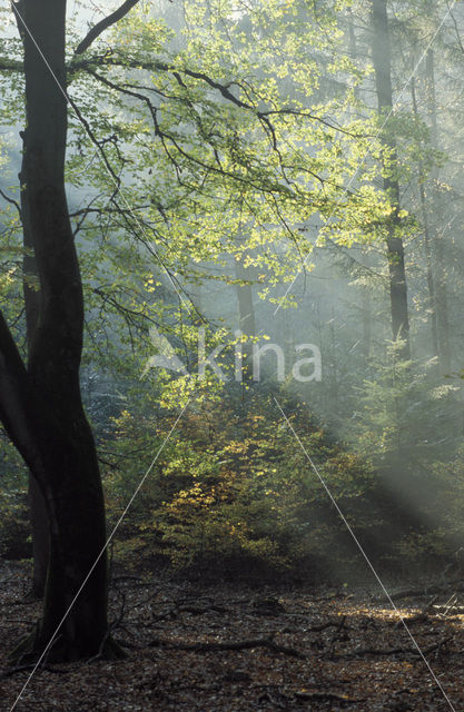 Beech (Fagus spec.)