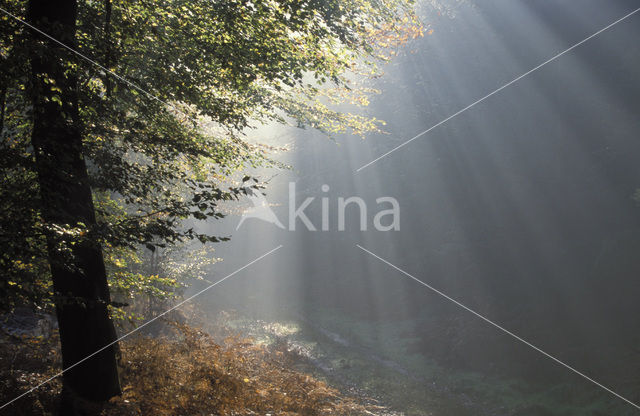 Beech (Fagus sylvatica)