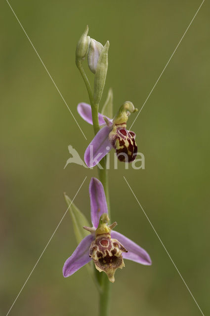 Bijenorchis (Ophrys apifera)