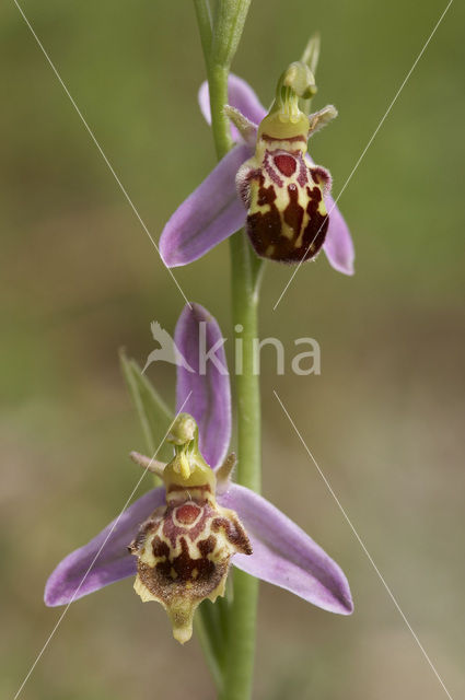 Bijenorchis (Ophrys apifera)