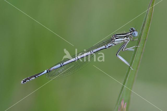 Blauwe breedscheenjuffer (Platycnemis pennipes)