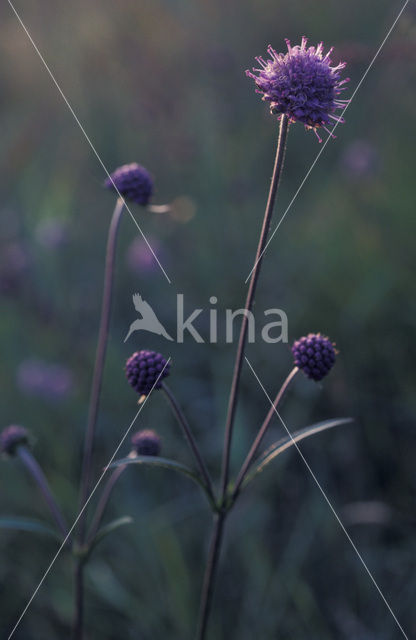 Blauwe knoop (Succisa pratensis)