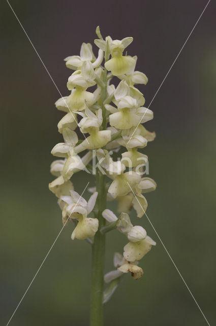 Pale-flowered Orchid (Orchis pallens)