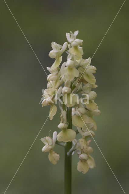 Pale-flowered Orchid (Orchis pallens)