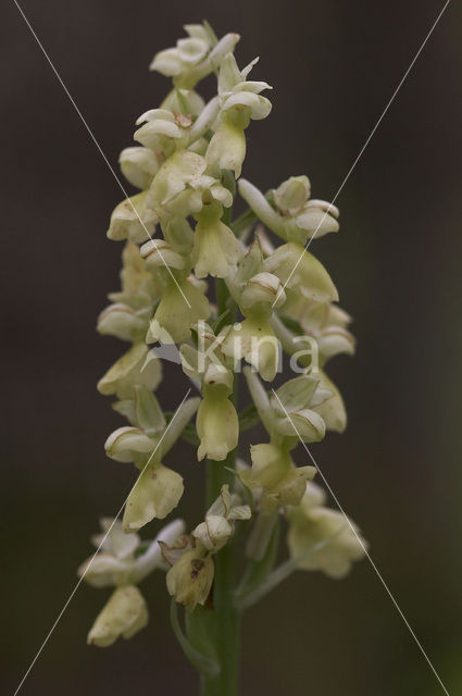 Pale-flowered Orchid (Orchis pallens)