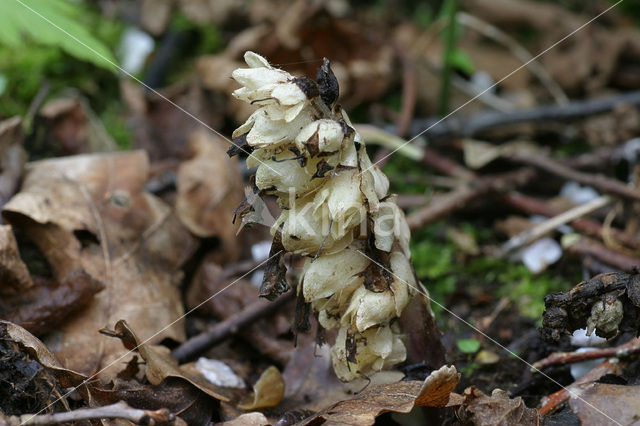 Bleke schubwortel (Lathraea squamaria)