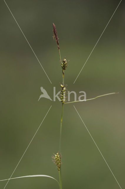 Blonde zegge (Carex hostiana)