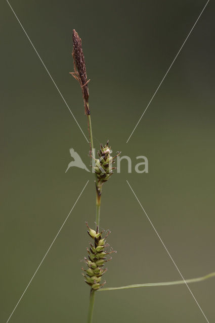 Blonde zegge (Carex hostiana)