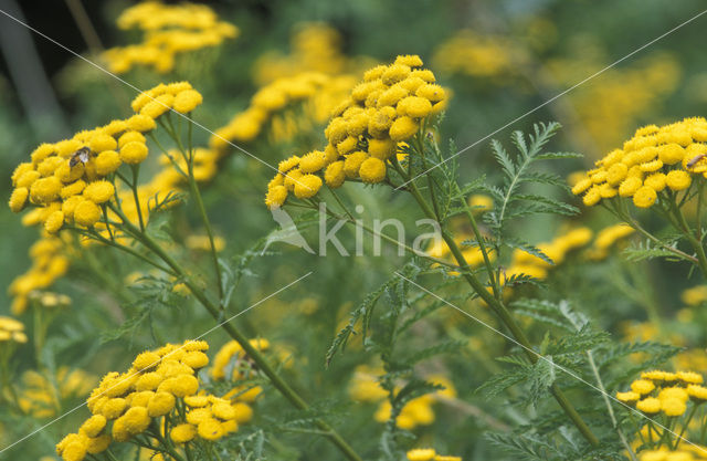 Boerenwormkruid (Tanacetum vulgare)