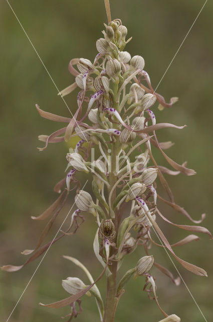 Bokkenorchis (Himantoglossum hircinum)