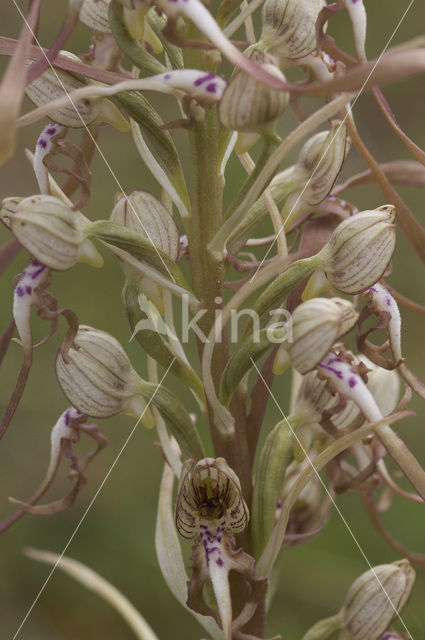 Bokkenorchis (Himantoglossum hircinum)