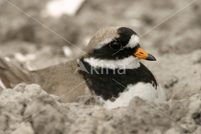 Bontbekplevier (Charadrius hiaticula)