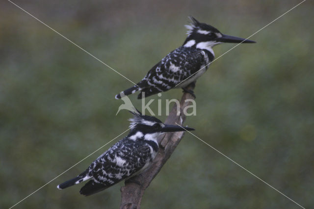 Bonte IJsvogel (Ceryle rudis)