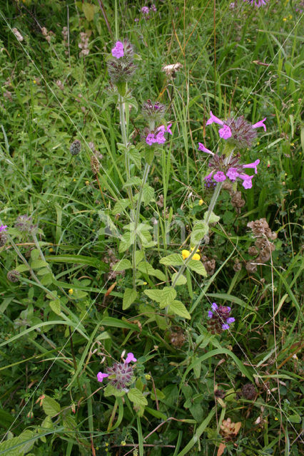 Borstelkrans (Clinopodium vulgare)