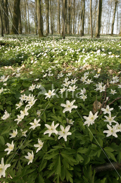 Bosanemoon (Anemone nemorosa)