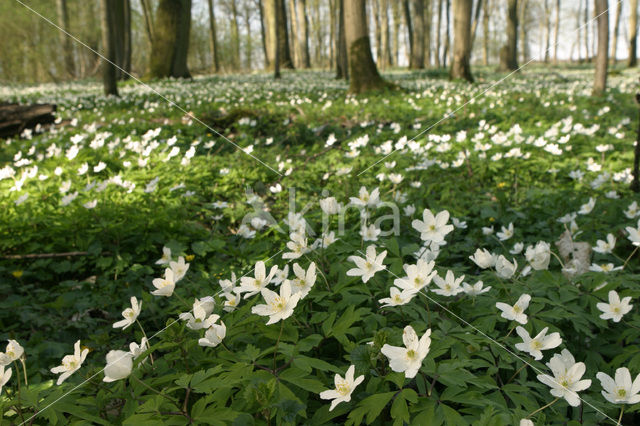 Bosanemoon (Anemone nemorosa)