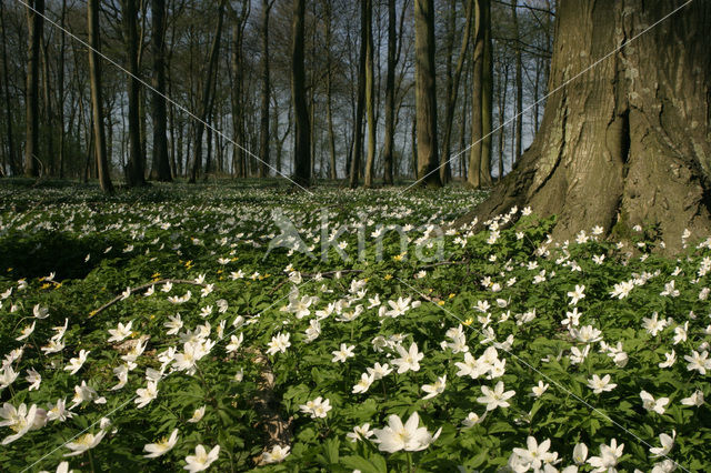 Bosanemoon (Anemone nemorosa)